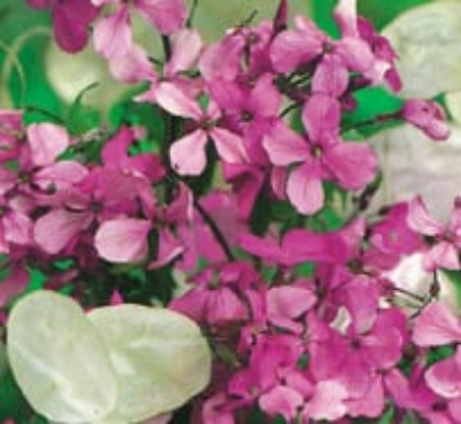 Picture of Honesty - Crown Blended Mixture